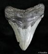 Inch Megalodon Tooth #3075-1